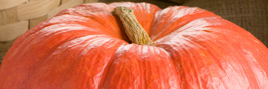 Close-up of the bright red top and stem of one of our specialty pumpkin varieties.
