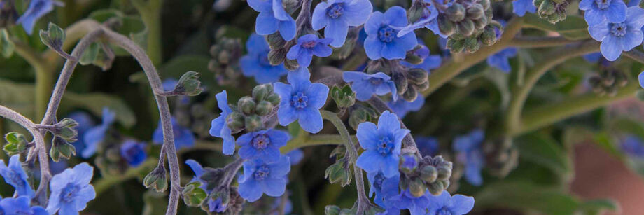 Silver Falls Seed Company - Chinese Forget-Me-Not - Blue
