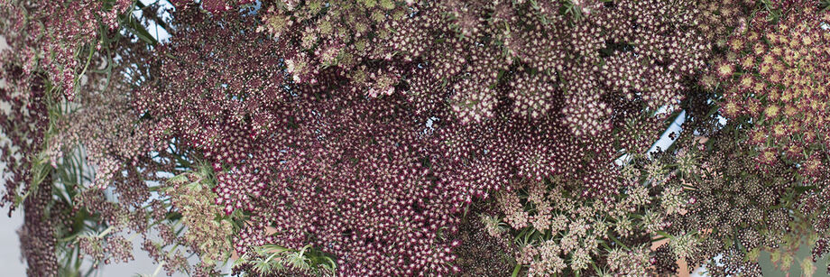 How to Grow Daucus (Chocolate Lace Flower, Queen Anne's Lace