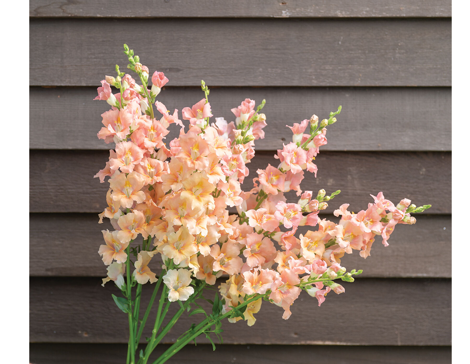 Light Colored Flowers