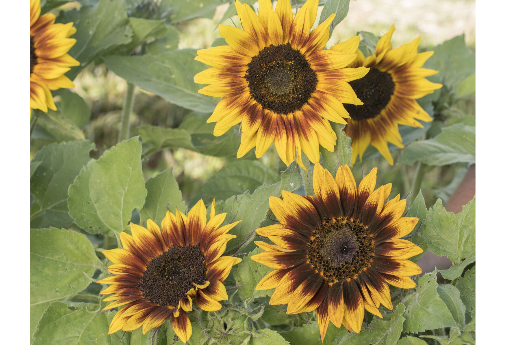 Sunflower 'Like a Sunflower' Feel Good Gift Bag - Brighten your Garden and  Lift your Spirits! – Seeds4Bees Ltd