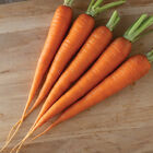 Candy Main Crop Carrots