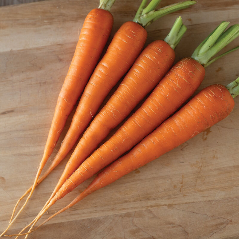 Candy Main Crop Carrots