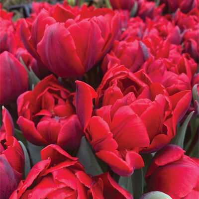 Red Foxtrot® Tulips