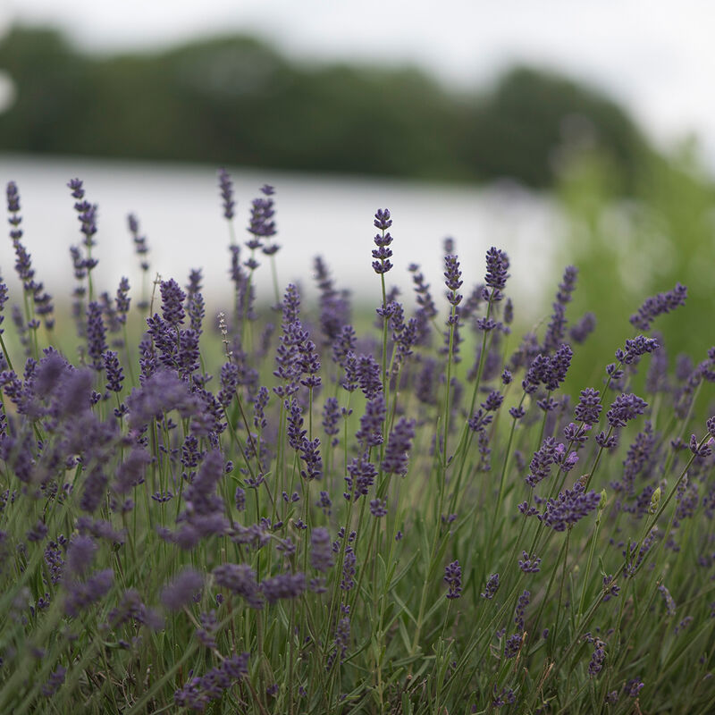 Buy Ellagance Purple English Lavender Plants, FREE SHIPPING, Wilson Bros  Gardens