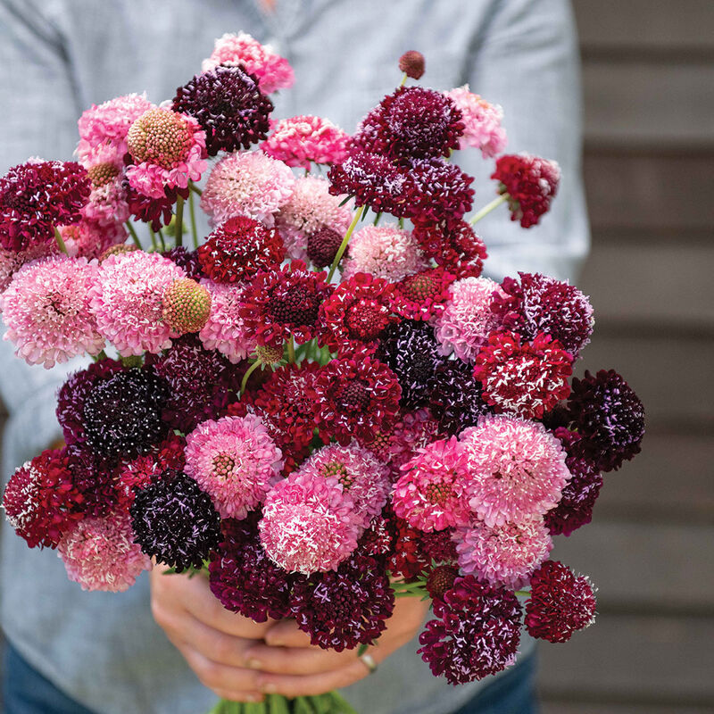 Raspberry Scabiosa Flower, DIY Wedding Flowers