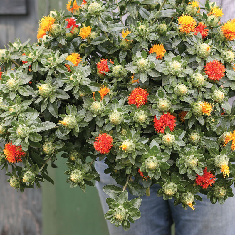 Safflower Care Guide: Learn About Growing Requirements For Safflower Plants