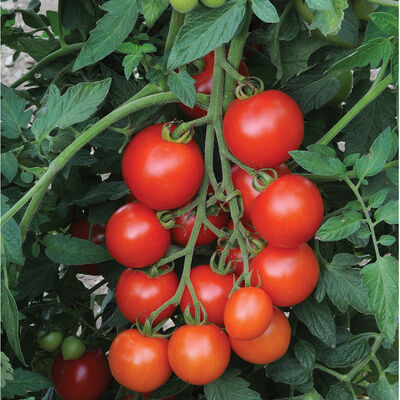 Maritza Rose Tomato (Slicer) - High Desert Seed + Gardens