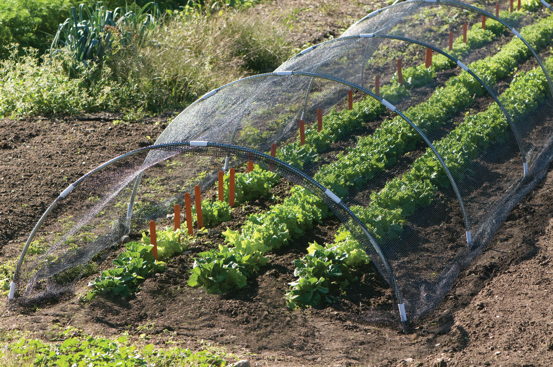 strawberry shade cloth