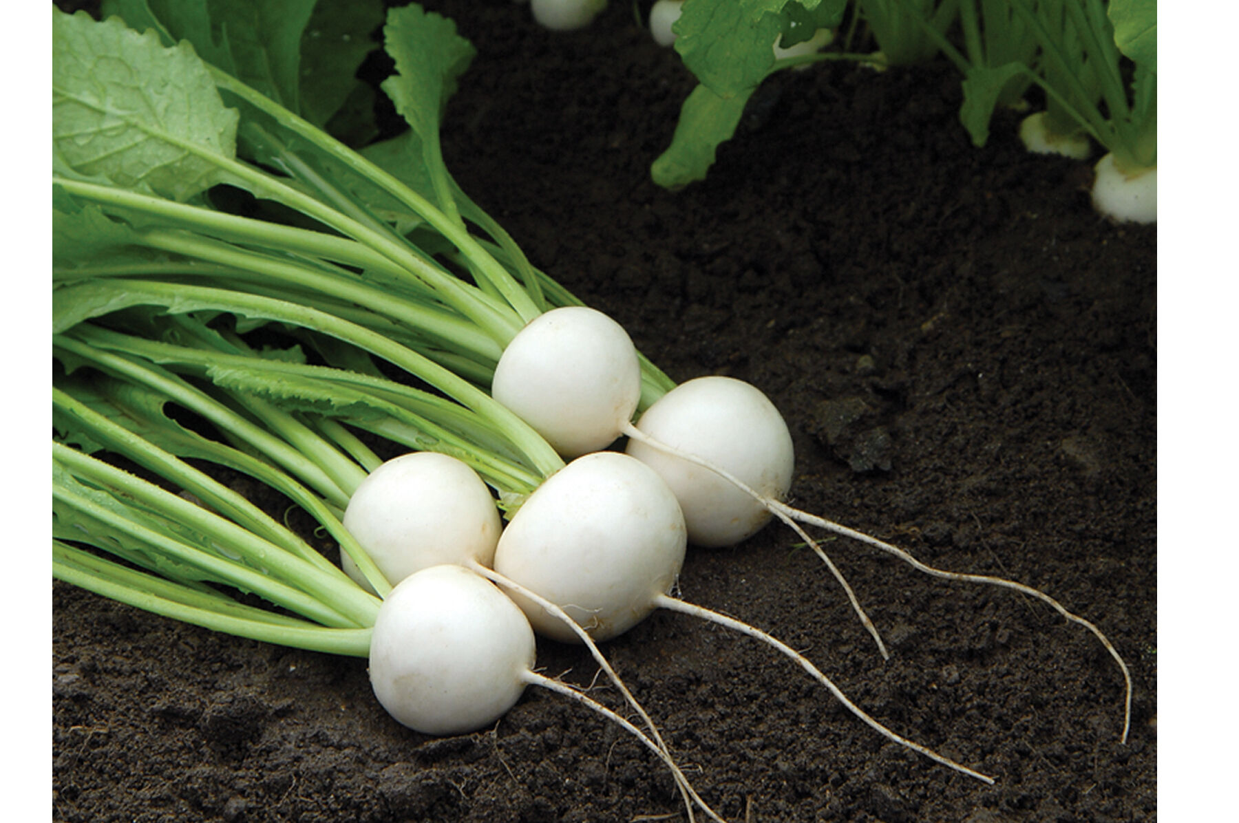 Turnip Seeds - Organic & Heirloom Varieties | Johnny's Selected Seeds