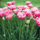 Aveyron Tulips