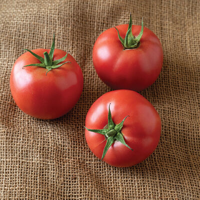 This Specialty Tomato Varietal, Bomb Is the Flavor and Name
