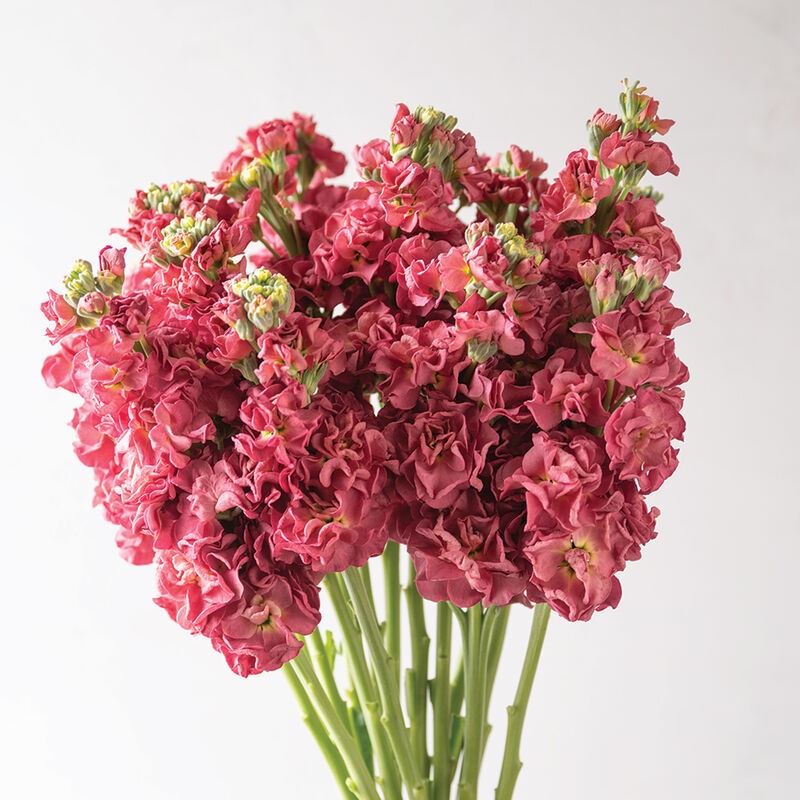 Flower Stock Iron Pink 50 Non-GMO, Heirloom Seeds