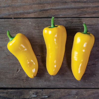 Mini Bell Pepper Seed Variety Mix
