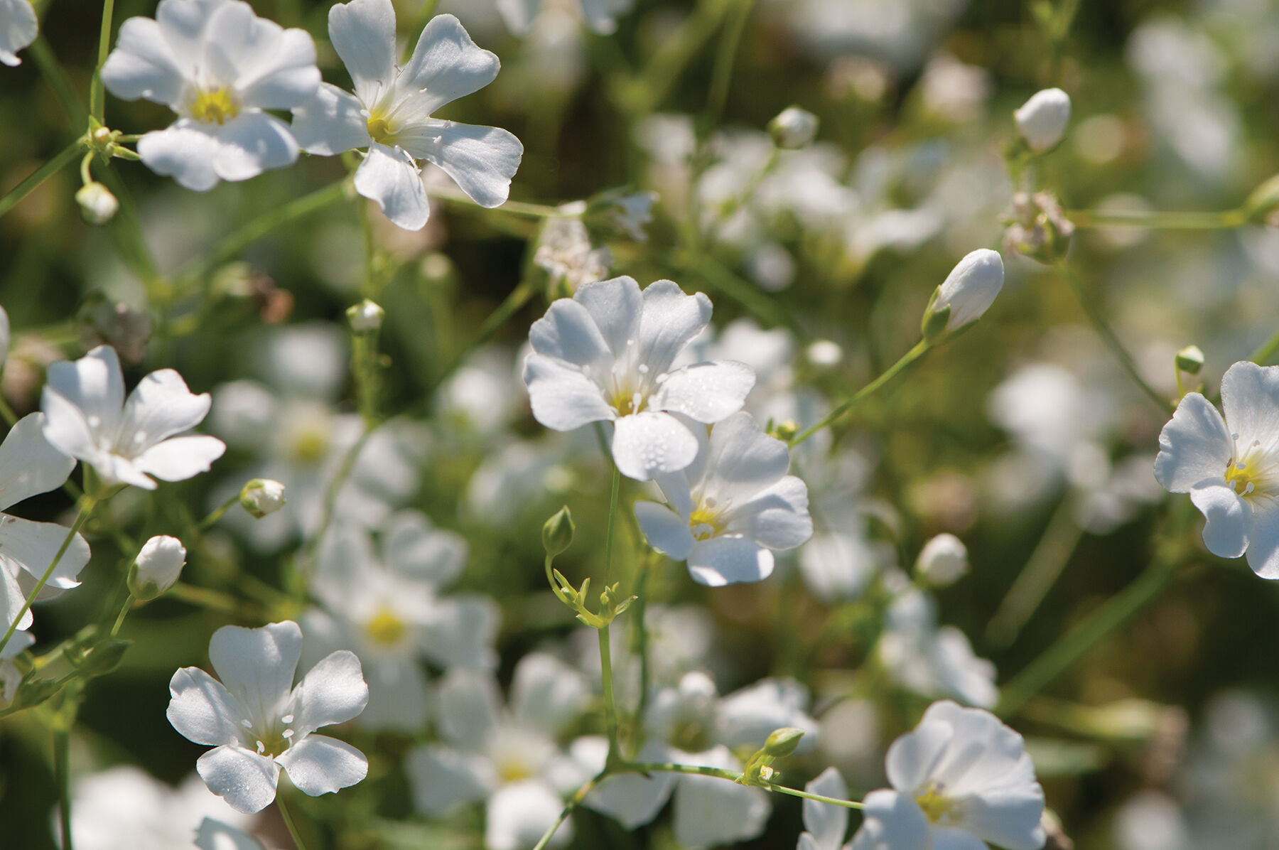 Covent Garden Market - Gypsophila Seed | Johnny's Selected Seeds