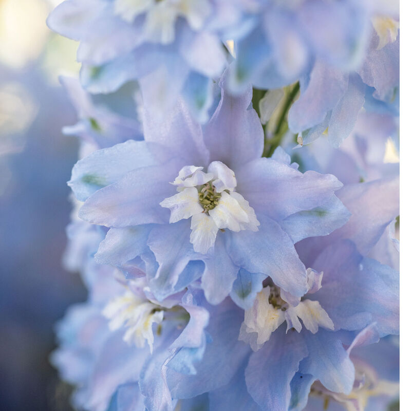 Delphinium elatum 'Blue Lace' - Buy Online at Annie's Annuals