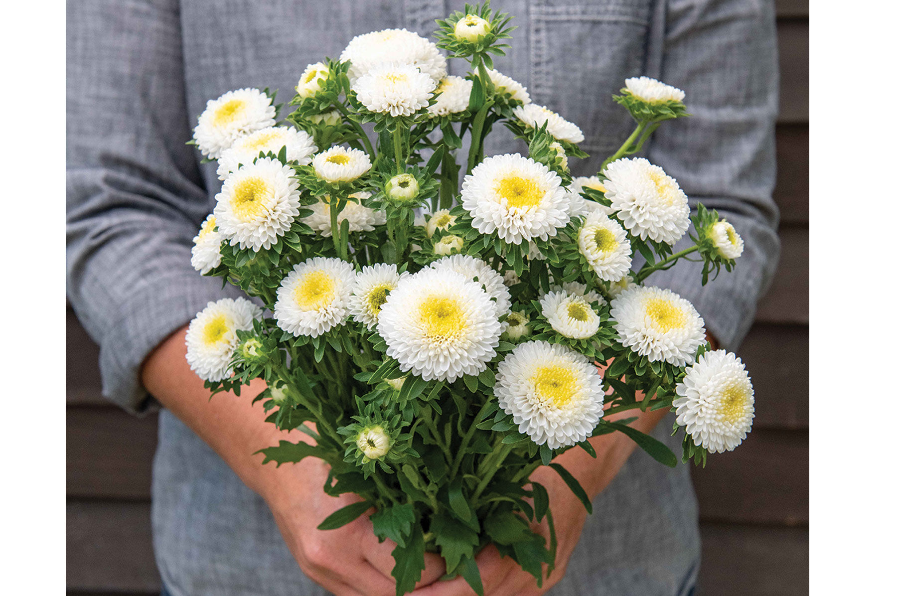 Macaroon White - China Aster Seed | Johnny's Selected Seeds