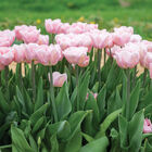 Dreamer® Tulips