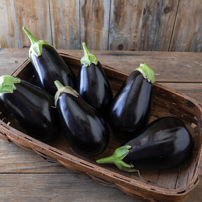 Turkish Eggplant heirloom/op Seeds: Scarlet Eggplant Seeds 