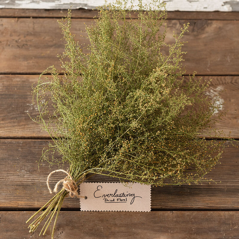 Artemisia annua (Qing-hao, Sweet Annie) seeds, organic