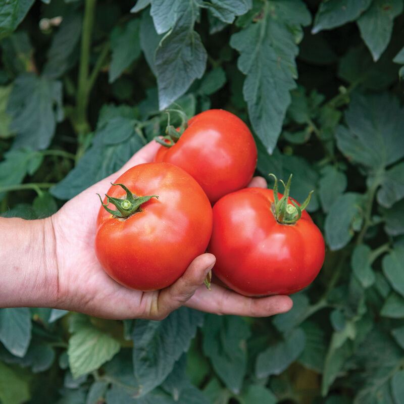 23 of the Best Slicing Tomatoes to Grow in Your Garden