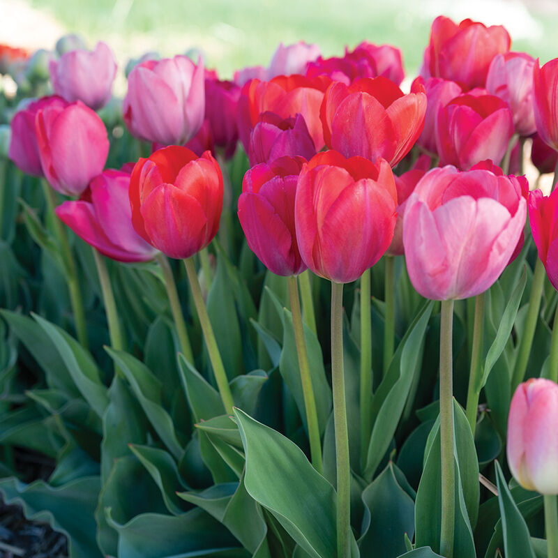 Blush Blend Tulips