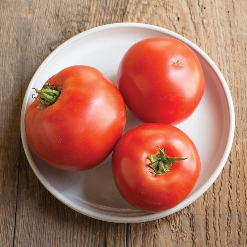 Tomato - Big Mama F1 - Premier Seeds Direct