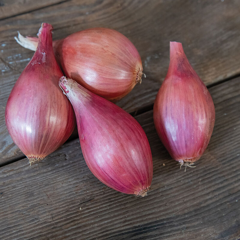 Shallots Seeds , Davidor Onion Seeds / 100 seeds – SEEDS FROM PLANTS