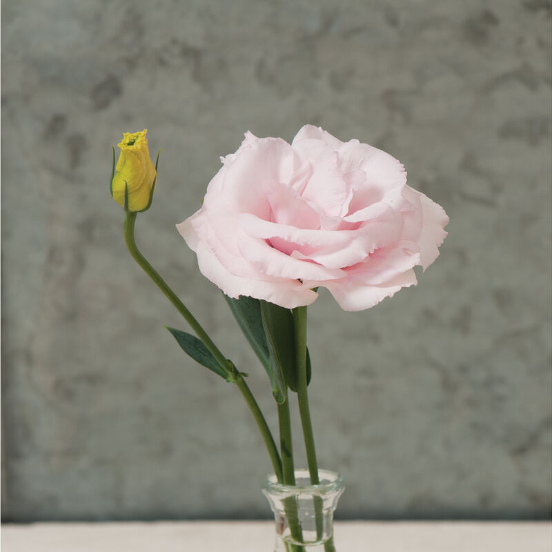 Arena Pink - Pelleted Lisianthus | Johnny's Selected Seeds