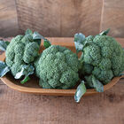 Emerald Crown Standard Broccoli