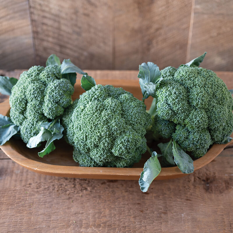 Emerald Crown Standard Broccoli