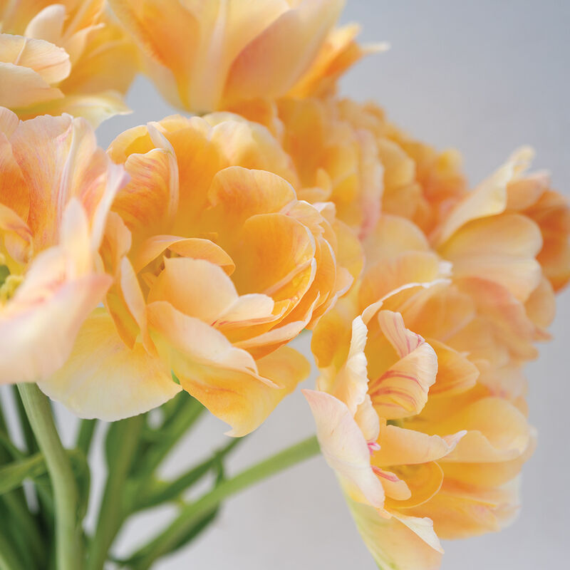 Charming Beauty Tulips