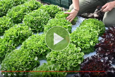 Video about Salanova lettuce