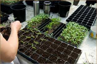 Seed-Starting Systems for Professional-Quality Seedlings