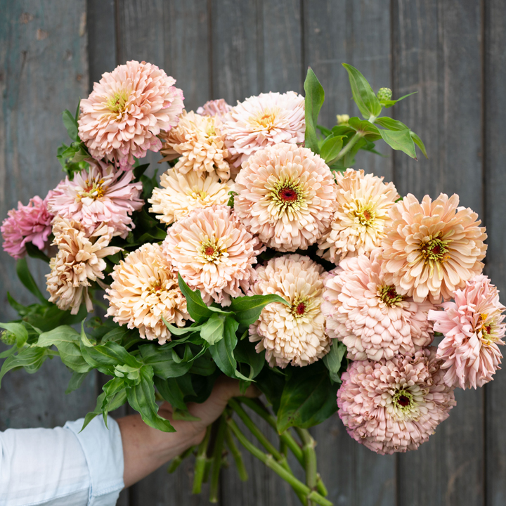 Pink Zinnias