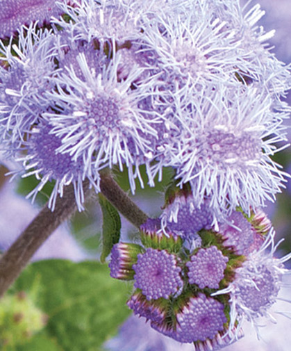 Growing Ageratum How To Sow Care For Harvest Johnny S Selected Seeds