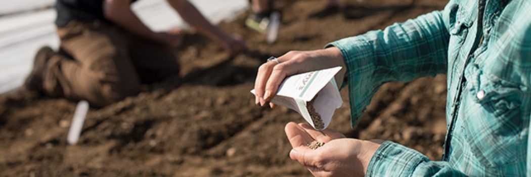 Direct sowing at the research farm