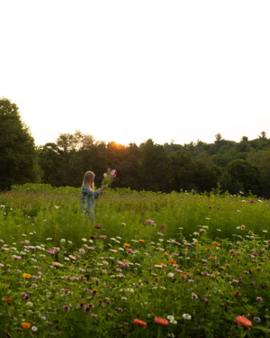 woman in field of flowers at Dahlia May Flower Farm