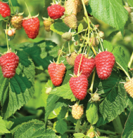 Joan J Raspberry Plants