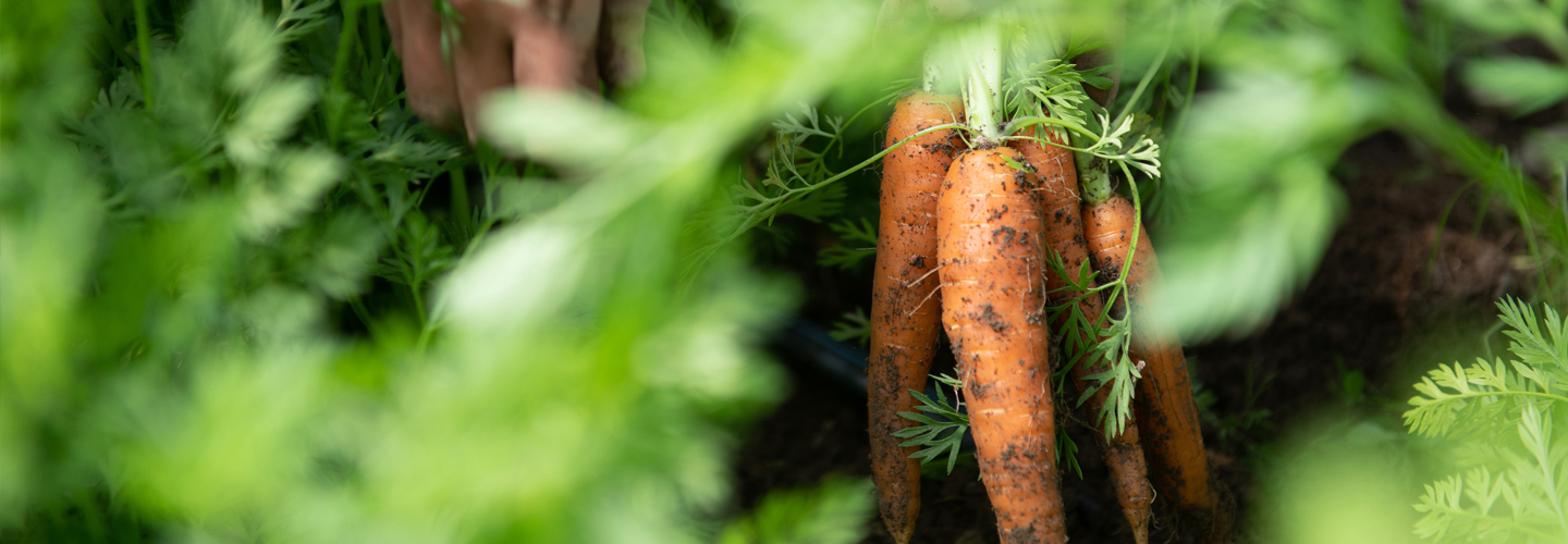 Carrot harvest