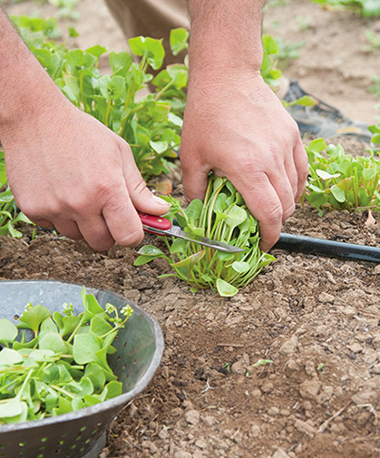 Claytonia plants, being harvested; an excellent crop for four-season growing.