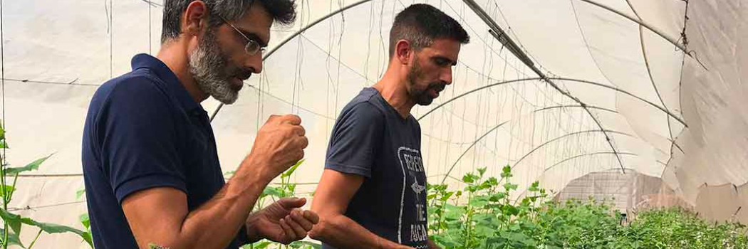 Dr Arnon Brand of Genesis Seeds and Dr Yariv Ben-Naim of Bar-Ilan University evaluate a crop of Prospera basil in flower