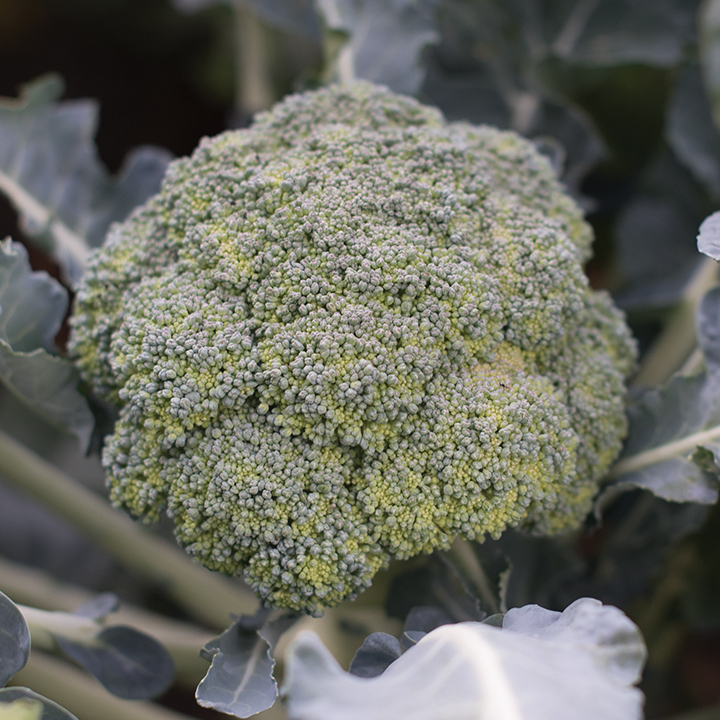 Green Broccoli