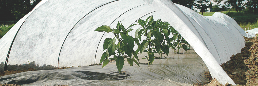 peppers under row cover