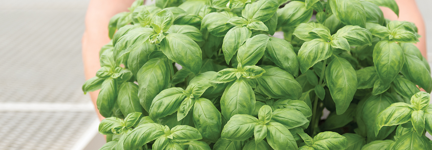 Basil in containers