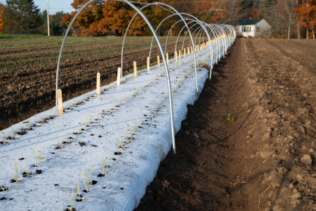 overwintering onions in a low tunnel