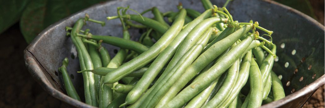 string beans in a basket