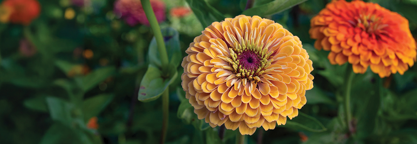 Zinnias in a field