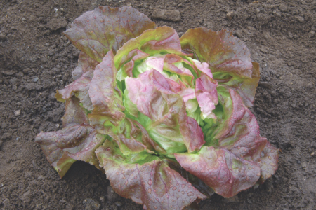 red butterhead lettuce