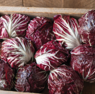 Speeder Radicchio